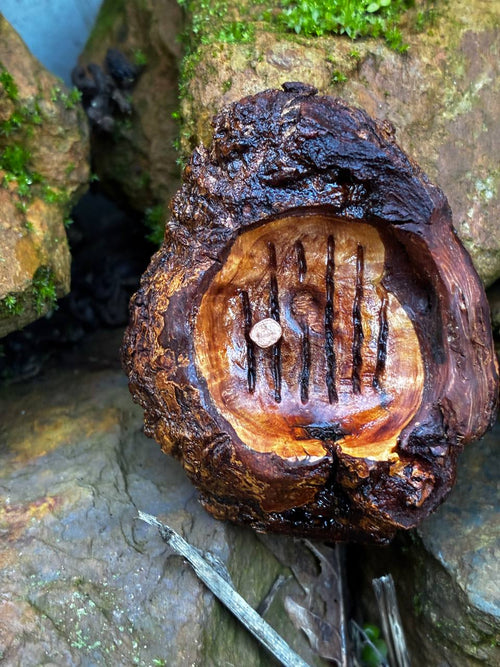 Hobbit Tür aus Baumperle