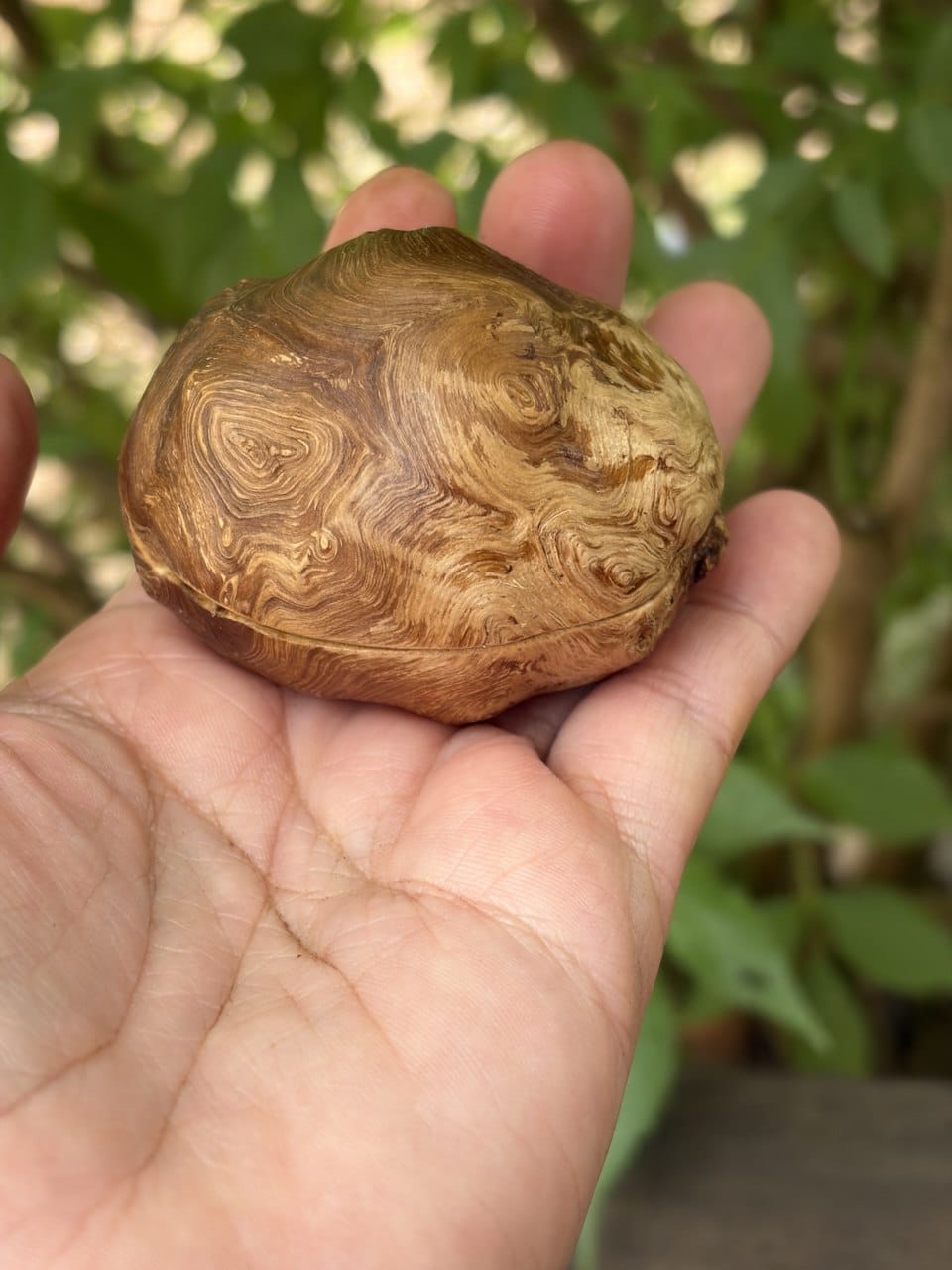 Schatulle aus Baumperle