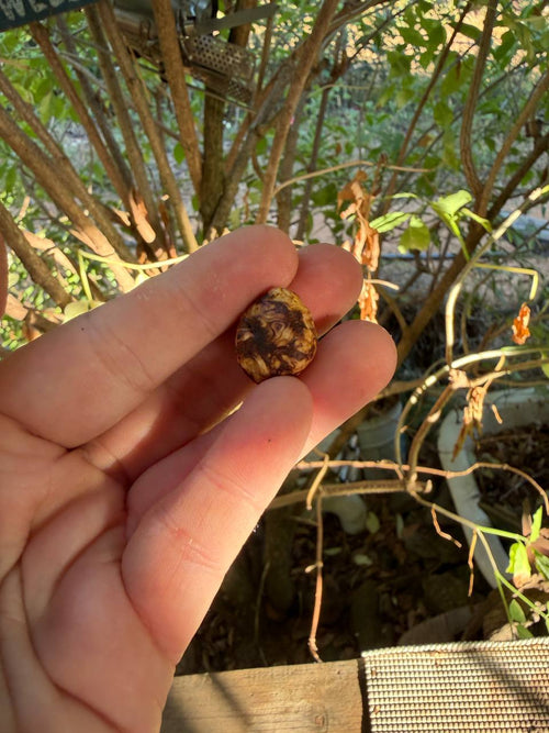Schuhwichtel Bromdal