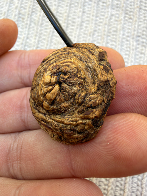 Buddha in Baumperle