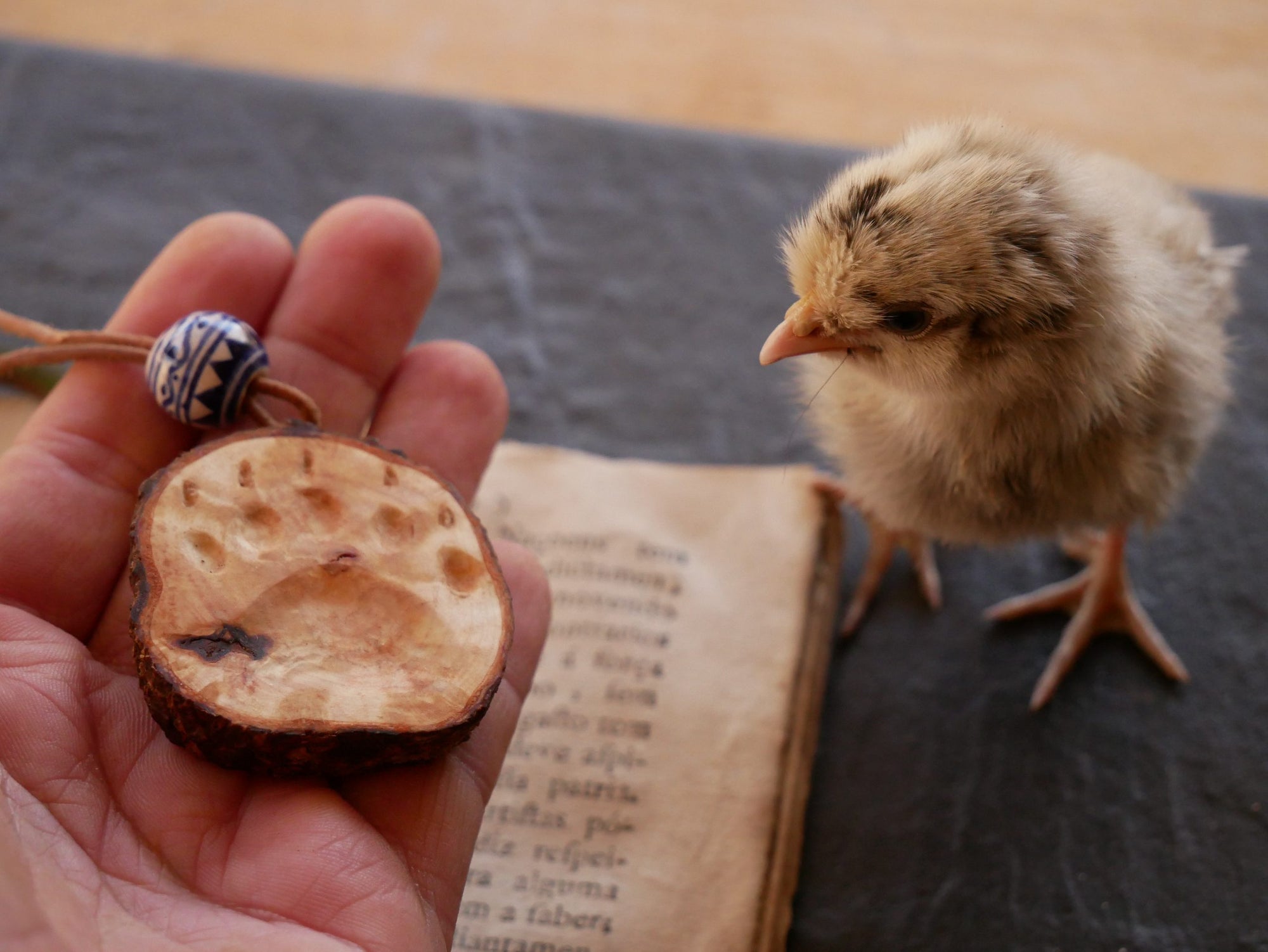 Naturschmuck Tatze