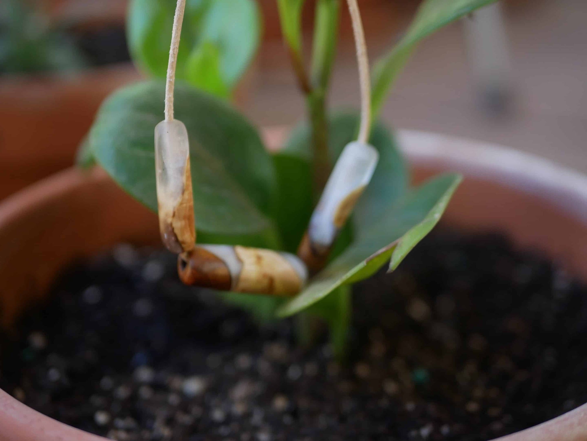 Kette aus 3 Baumperlen Gliedern