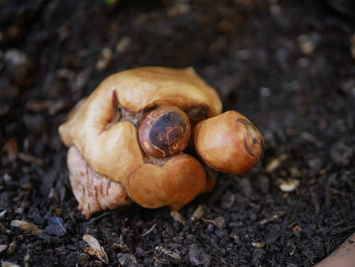 Schildkröte aus Baumperle