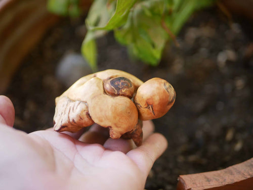 Schildkröte aus Baumperle
