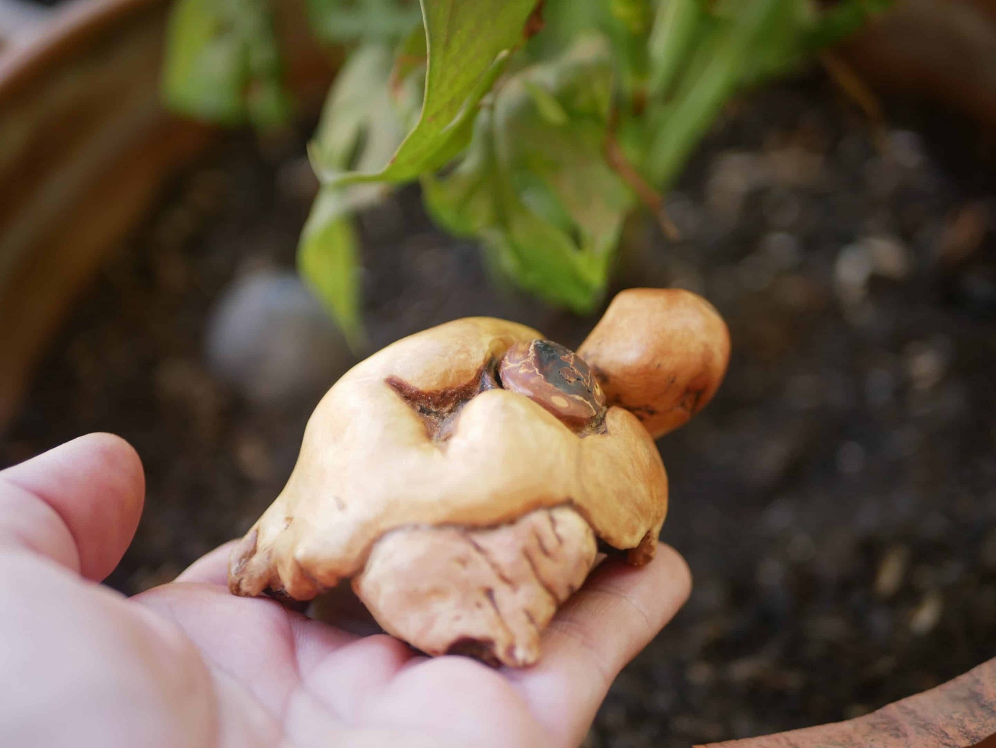 Schildkröte aus Baumperle