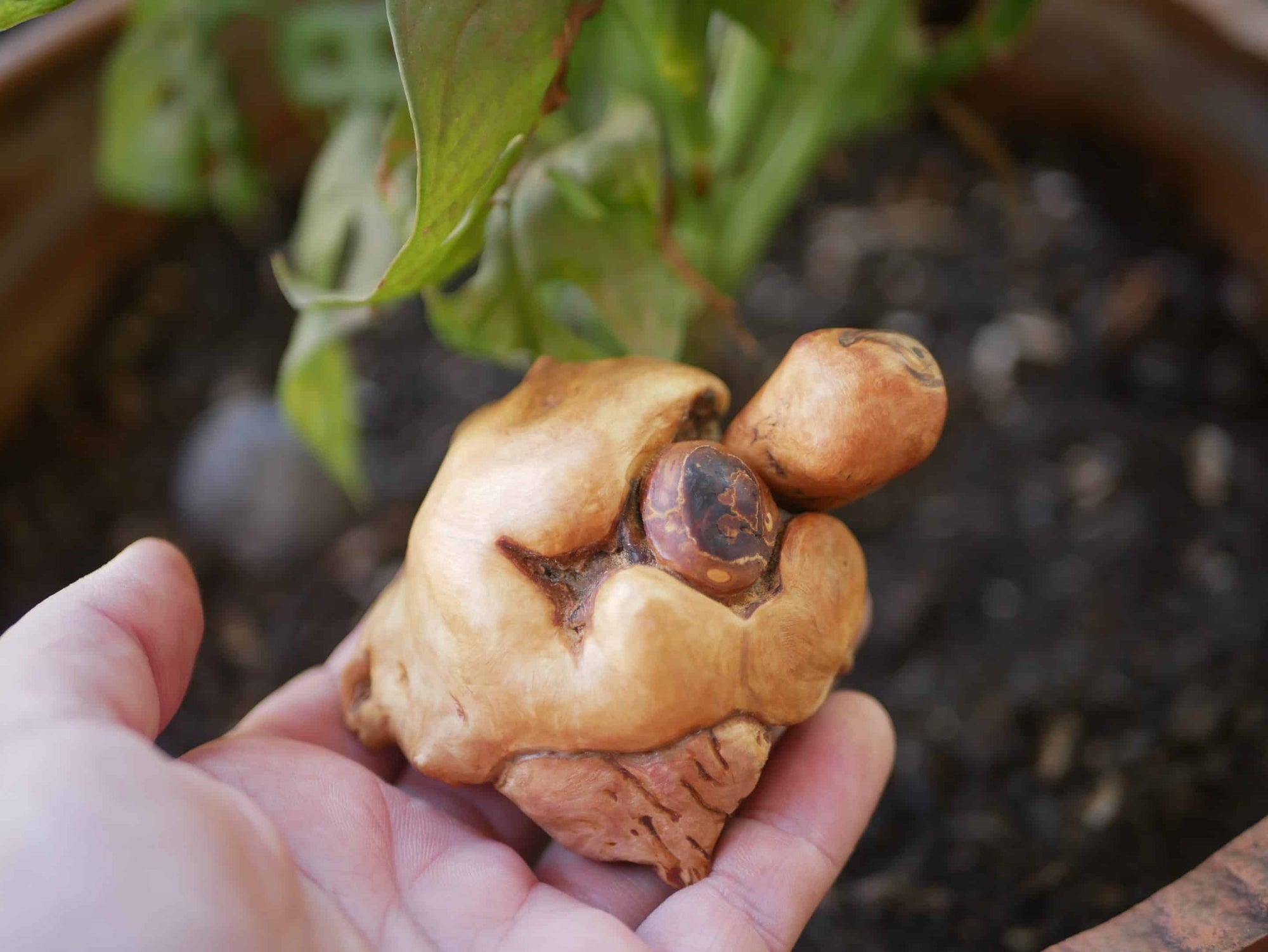Schildkröte aus Baumperle