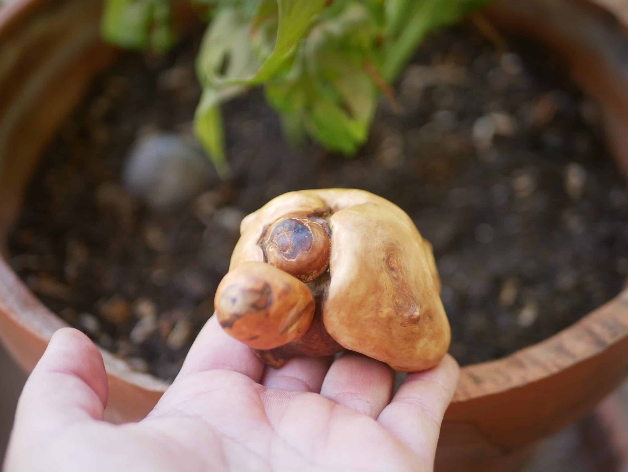 Schildkröte aus Baumperle