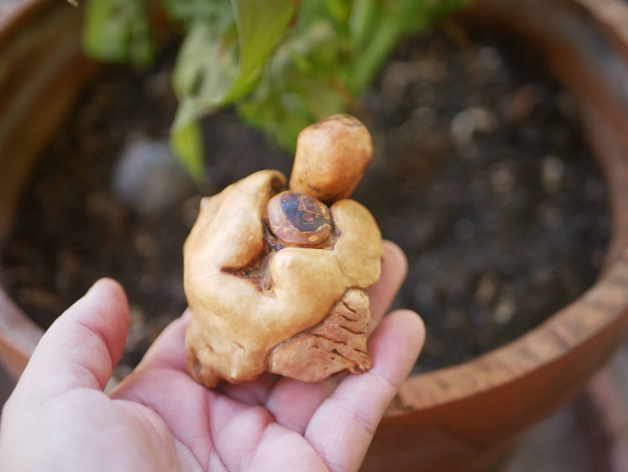 Schildkröte aus Baumperle