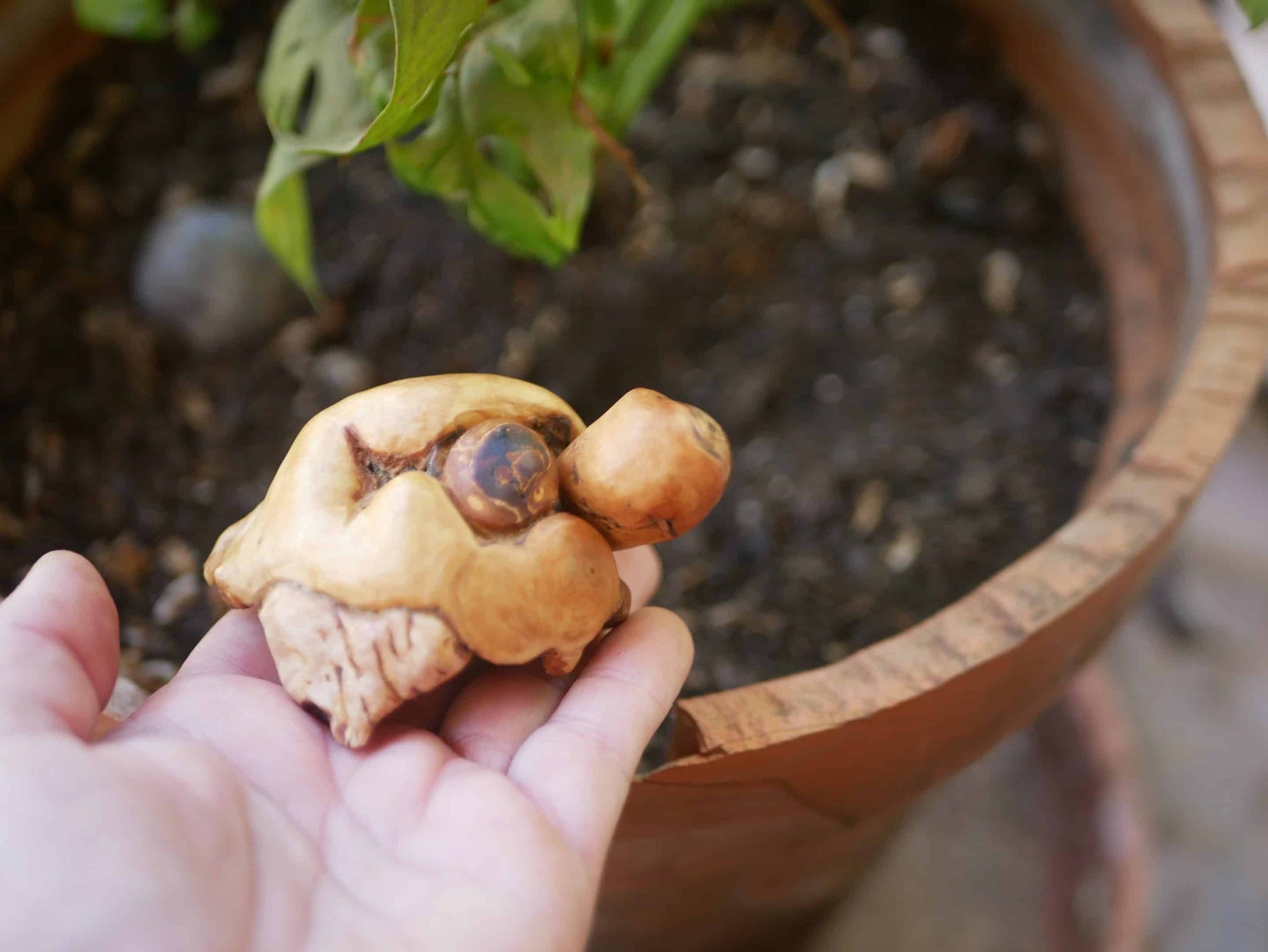 Schildkröte aus Baumperle
