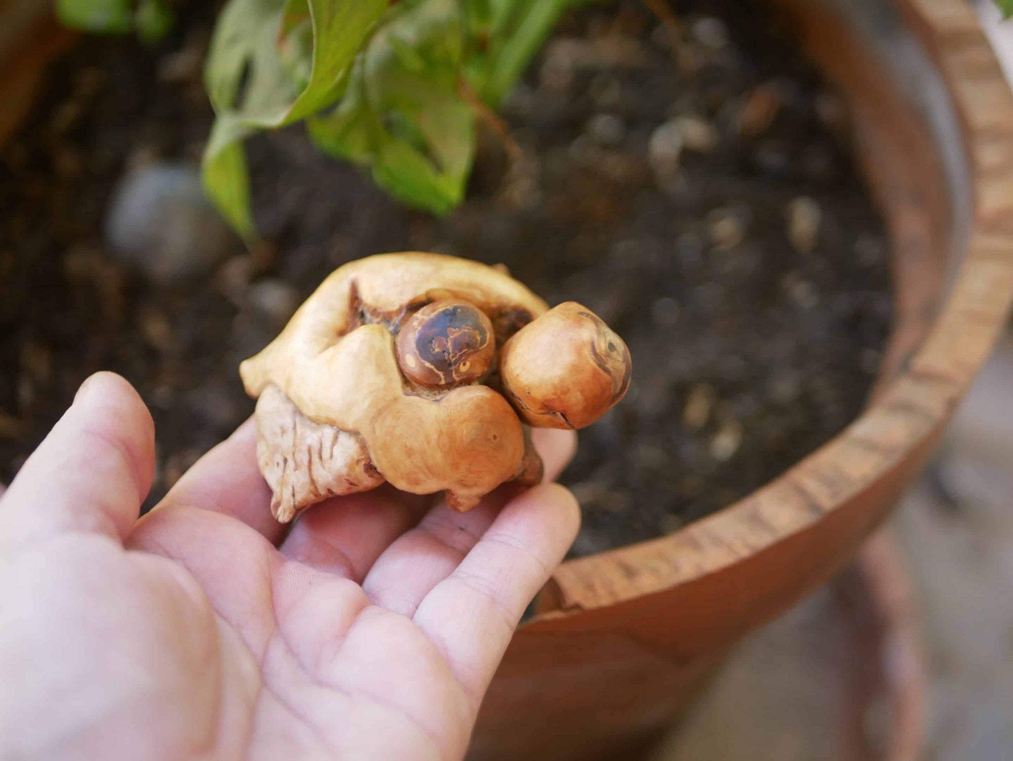 Schildkröte aus Baumperle