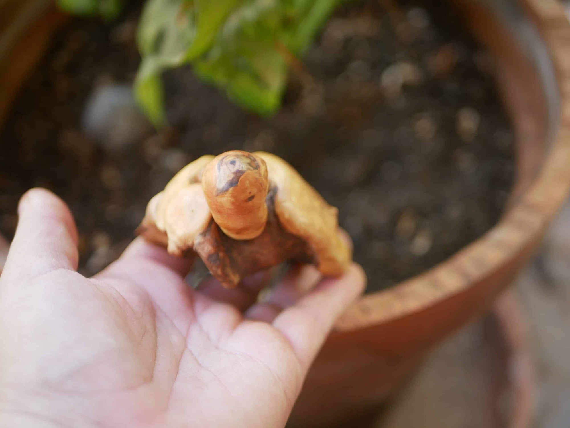 Schildkröte aus Baumperle