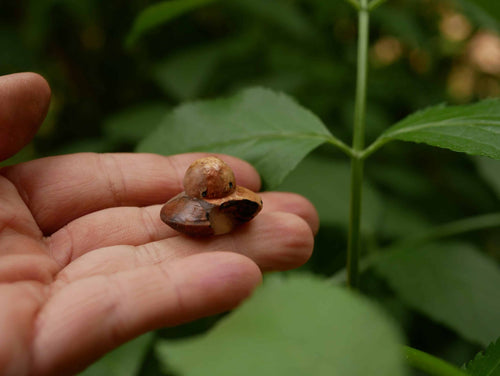 Handschmeichler Ufo aus Baumperle