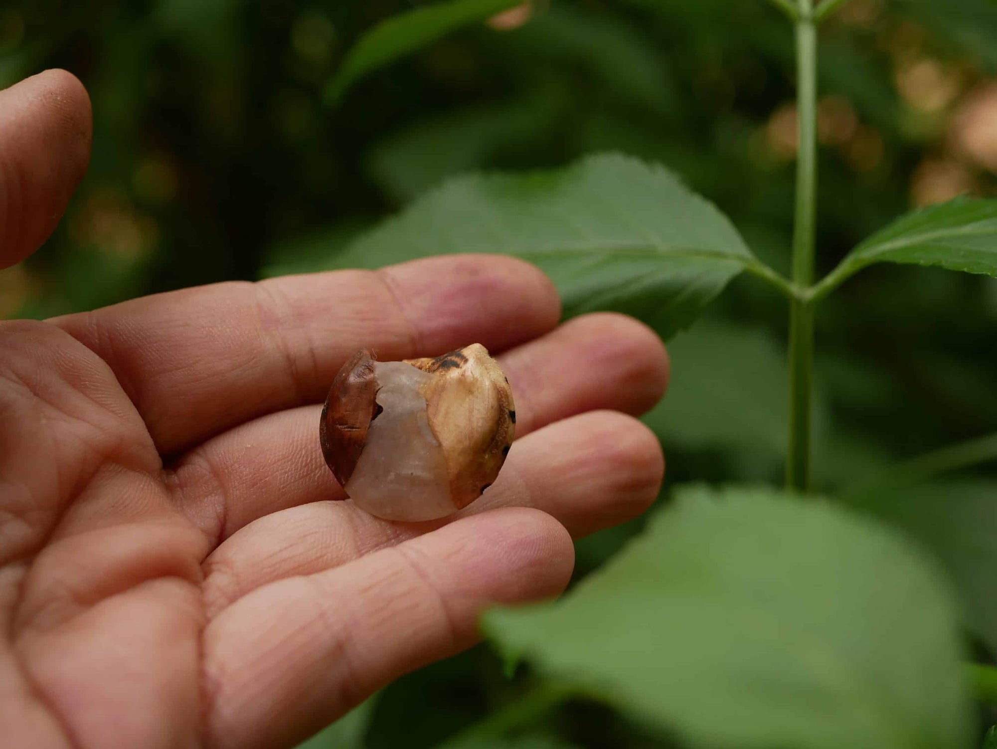 Handschmeichler Ufo aus Baumperle