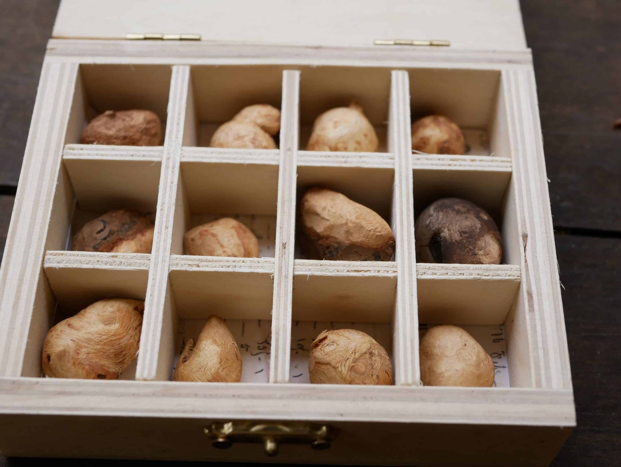 Baumperlen in einer Box