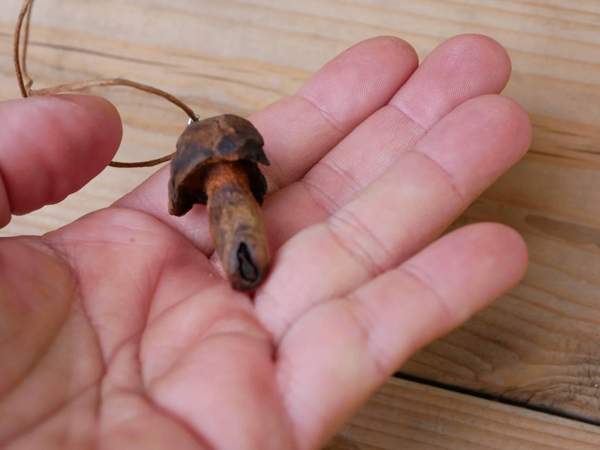 Pilz aus Baumperle