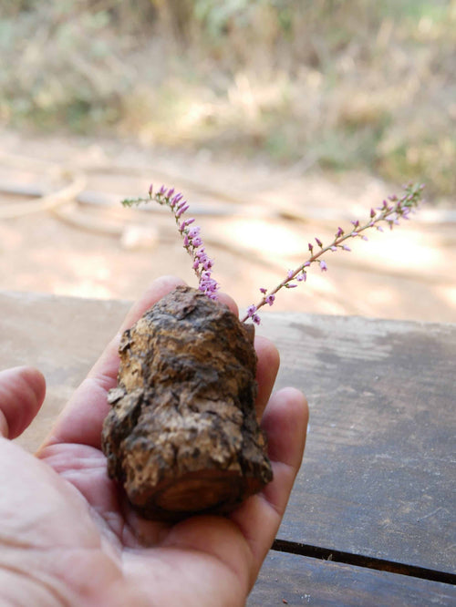 Vase aus Großer Baumperle für Trockenblumen