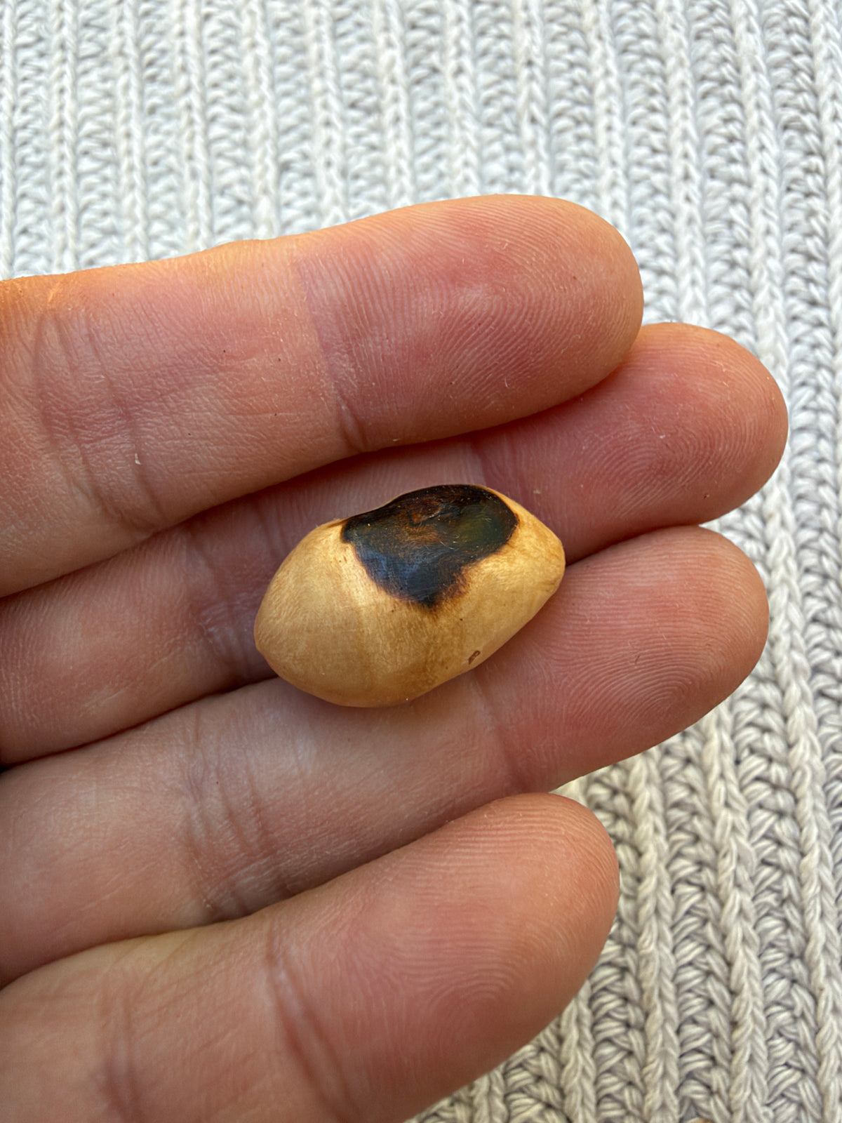 Schuhwichtel Krebel