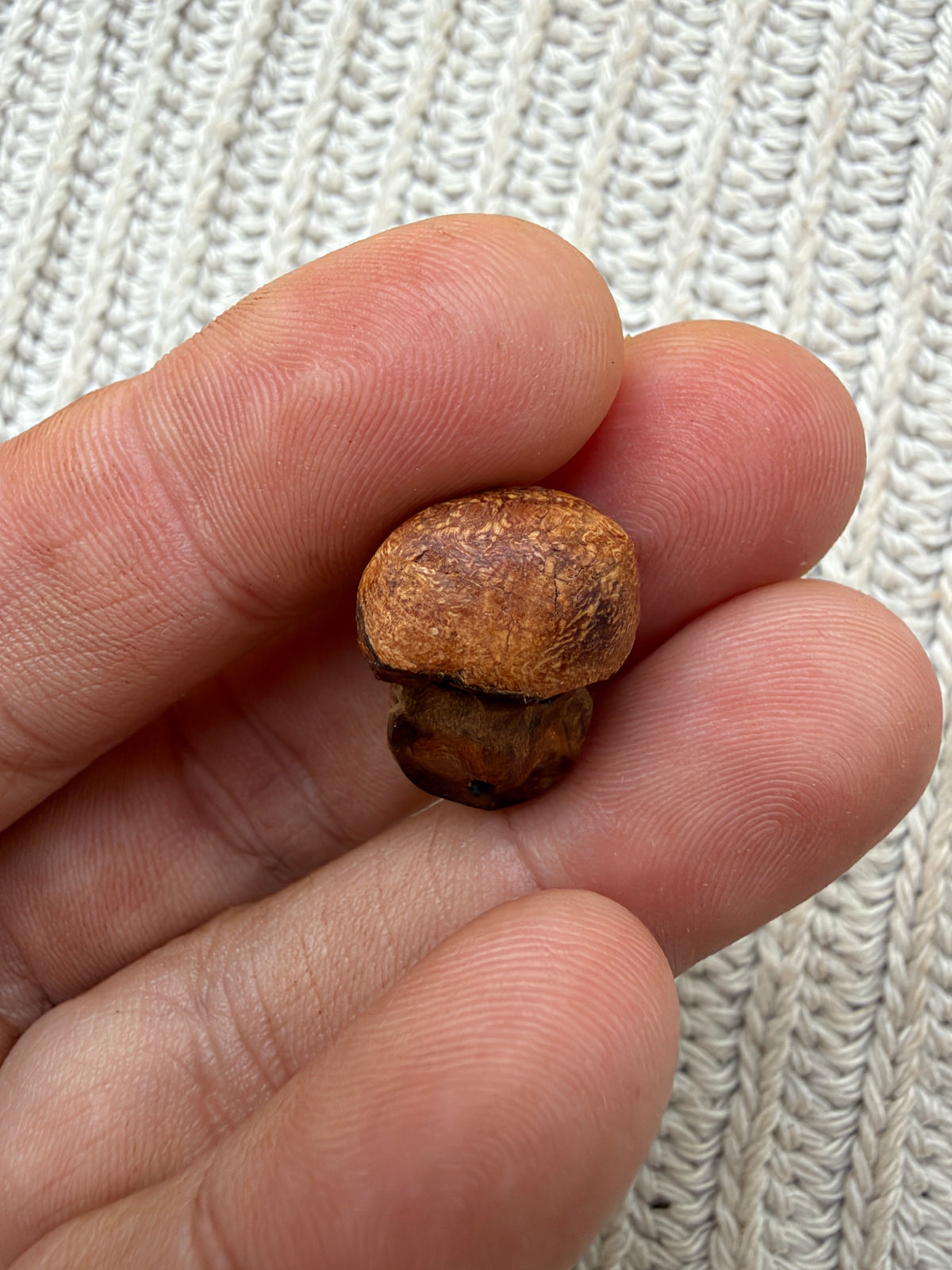 Schuhwichtel Pilzi