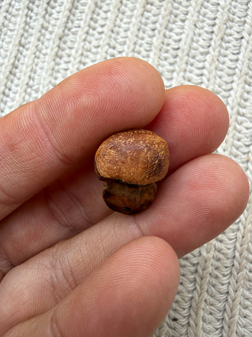 Schuhwichtel Pilzi