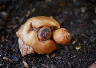 Schildkröte aus Baumperle