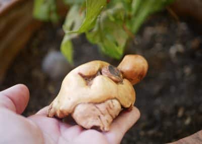 Schildkröte aus Baumperle