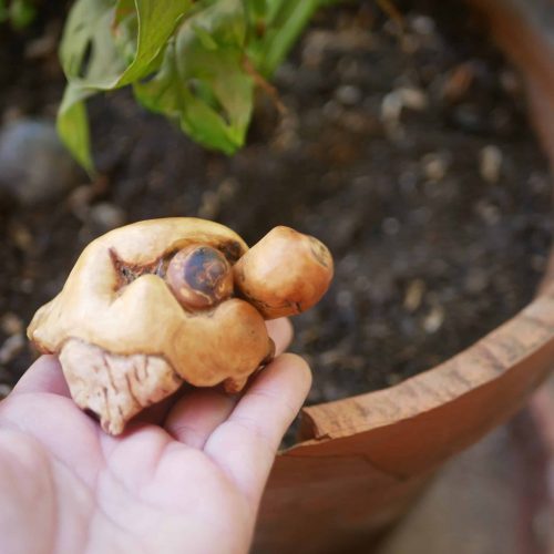 Schildkröte aus Baumperle