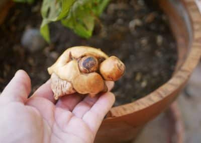 Schildkröte aus Baumperle