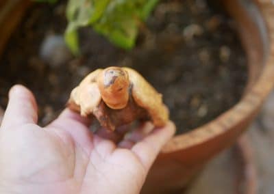 Schildkröte aus Baumperle