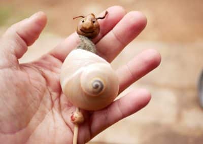 Schnecke und Baumperle