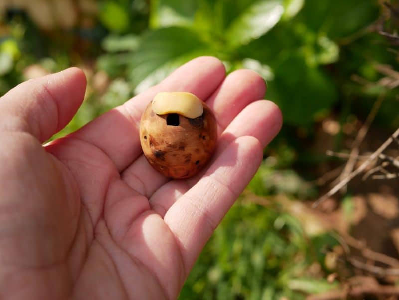 Ocarina aus Baumperle