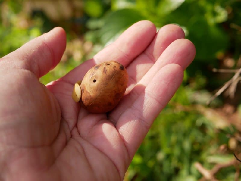 Ocarina aus Baumperle