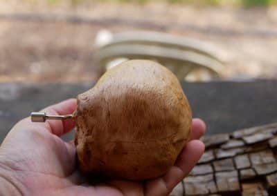 Spieluhr aus Baumperle
