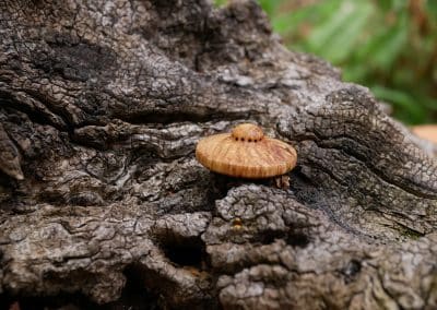 Handschmeichler Ufo aus Baumperle