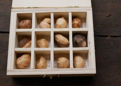 Baumperlen in einer Box