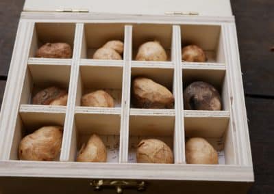Baumperlen in einer Box