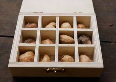 Baumperlen in einer Box