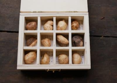 Baumperlen in einer Box