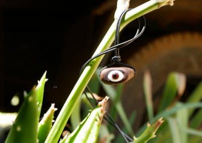 Auge Glasauge in Baumperle eingefasst