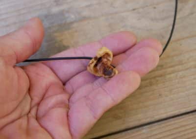 Pilz aus Baumperle