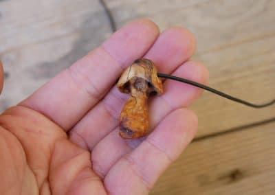 Pilz aus Baumperle
