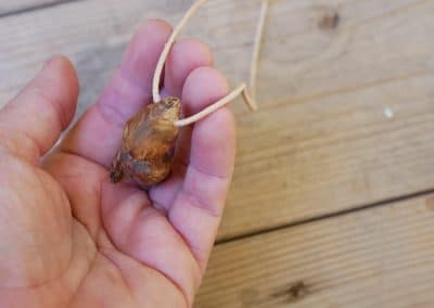 Pilz aus Baumperle