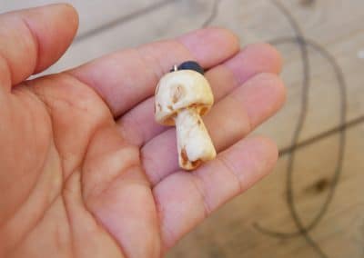 Pilz aus Baumperle