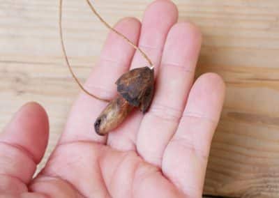 Pilz aus Baumperle