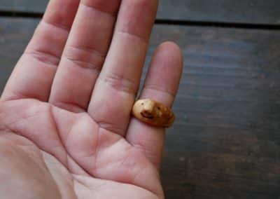 Ring aus Baumperle als Wichtel geschnitzt