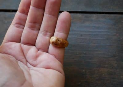 Ring aus Baumperle als Wichtel geschnitzt