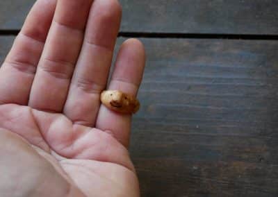 Ring aus Baumperle als Wichtel geschnitzt