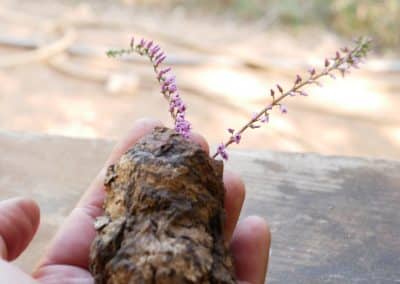 Vase aus Großer Baumperle für Trockenblumen
