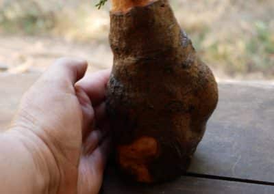 Vase aus Großer Baumperle für Trockenblumen