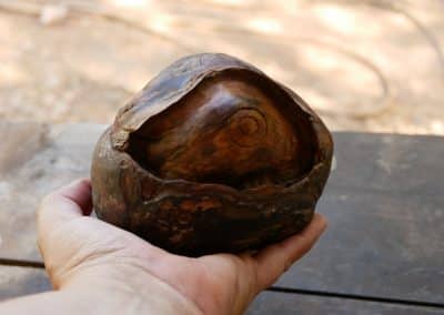 Riesige Baumperlen Skulptur Auge eingeschnitzt