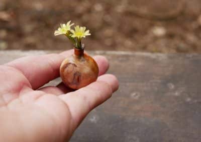 Kleine Mini Vase aus Baumperle gedrechselt